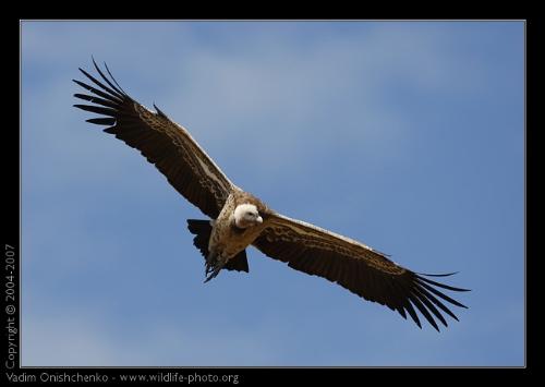 search for pray - eagles are most ferocious birds