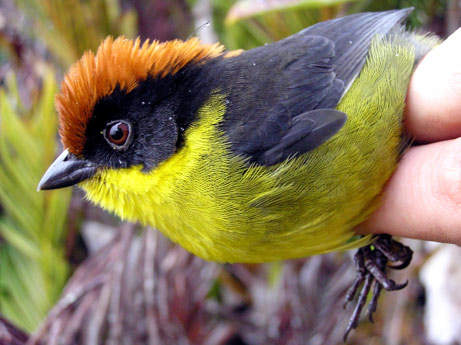new bird - newly born bird hehehe