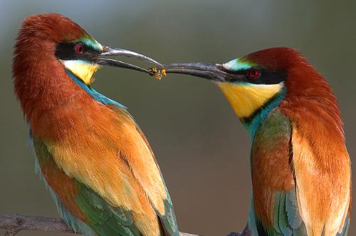 birds sharing - men don't know this one