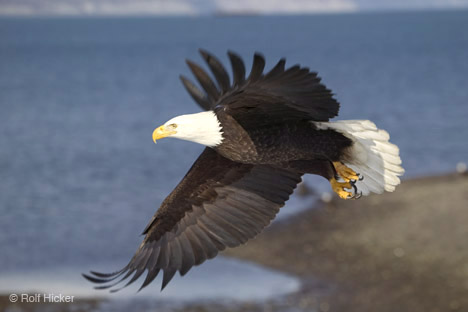 birds of northamerica - white eagle