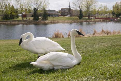 swans - most beutiful and rarest birds