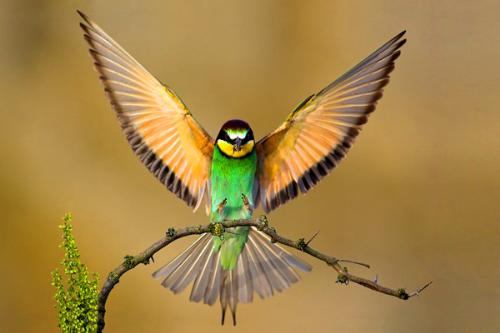 Humming bird - smallest bird in this world