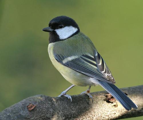 male sparrow - a different color sparrow.