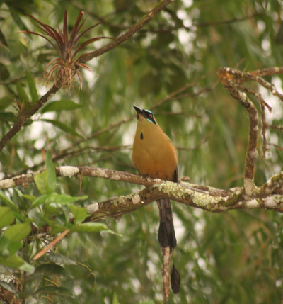 motmot - many of equador birds