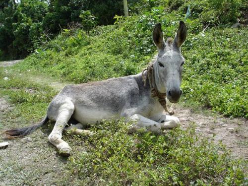 jamaican dnkey - donkeys are thought to be stubborn weight bearer animals.