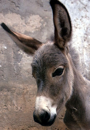 Donkey - The donkey has a zoological name of equus asinus,has mainly a habitat of near desert lands.
