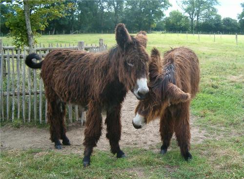 baudet donkey - With decreasing use of donkey as a weight bearer animal,they are now kept as pets by many. also as amusement animals in tourist places.