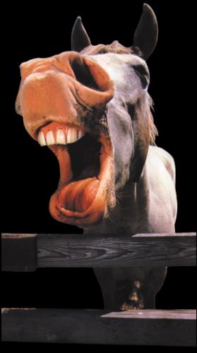Smart donkey - donkeys are always taken as a symbol of stubbornness & moronness.a lazy guy is usually called as a donkey,so is a poor student in school.