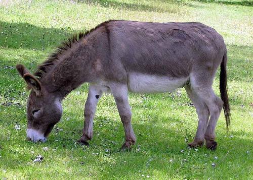 Donkey - a member of the horse family,it is considered to be the ancestor of the African wild Horse.