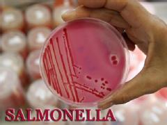 Salmonella - Latest salmonella outbreak in peanut butter products.