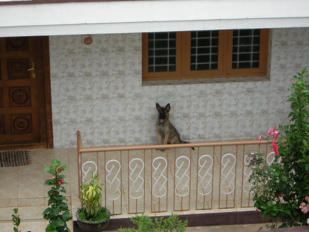 Pets - This is my neighbour's pet dog. Its a german shepheard. Its name is Tarzo.