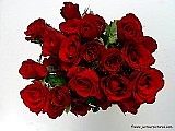 Red Rose - The Beautiful Creation in World .. !!