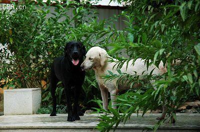 my dog's parents 1 - My black lab's parents, the black one is his father, the yellow one is his mother.