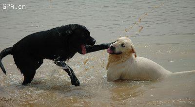 my dog's parents 2 - they are playing in the river