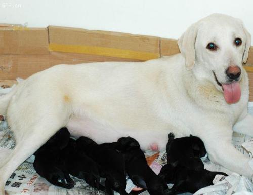 mama dog and baby dogs - so cute~ Haha,one of the little black puppies is my dog~