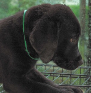 baby dog - my dog, 2 months old.