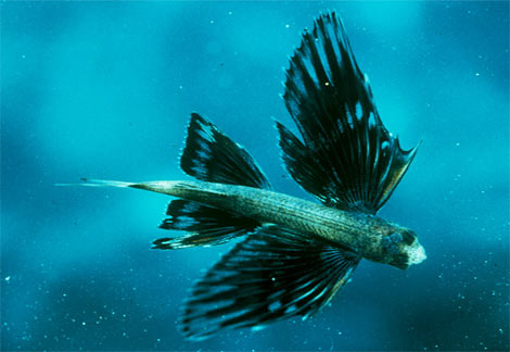 Flying fish - like a butterfly