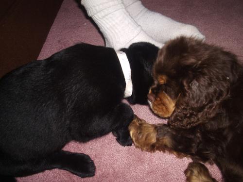 Friends - My dog when she was a puppy with her friend.
