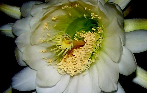 San Juan Cactus flower - San Juan Cactus Flower