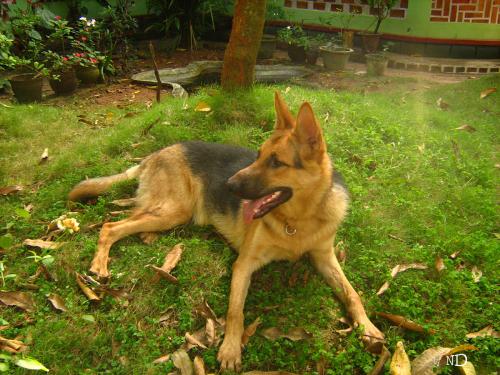 Leo - My German Shepherd - This is a photo of my dear Leo. Now he is 8 months old.Doing great....
