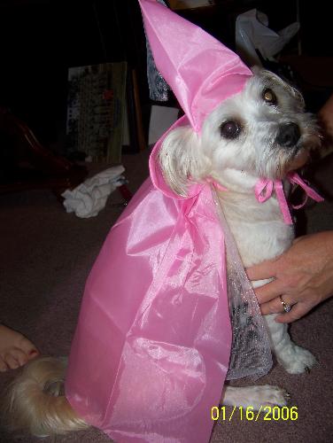 My moms dog - This is Annie in her halloween costume. Isn't she beautiful!!!