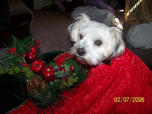 Annie at Christmas - This is my moms dog Annie at Christmas. Isn't she gorgeous?
