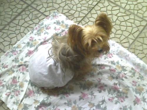 akita in diapers - akita in one of those days