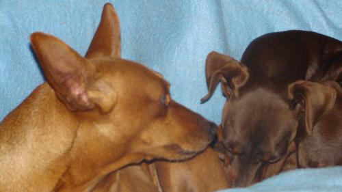 Two mini pins - Here a close up view of my two miniature pinschers. Daisy and Max