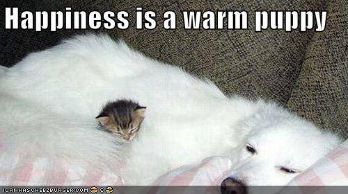 kitten n dog dozing - not only MAN's best friend ;)