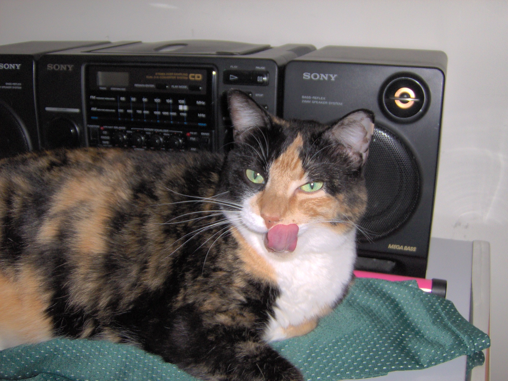 Roo shows some tongue - Beautiful cat yes?