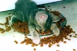 Energy - This kitten ran out of energy trying to eat!