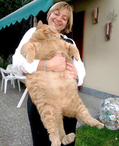 The Real Life Garfield - The Real Life Garfield from Italy which is quite heavy and cute.