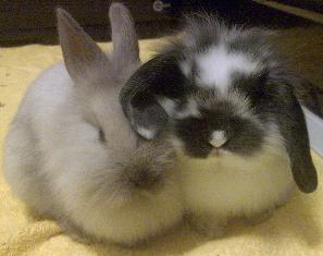 My Lovely Rabbits - Here are my lovely rabbits. They are so cute. The grey one call Doby and the other one call Haby. Both are my lovely pets.
