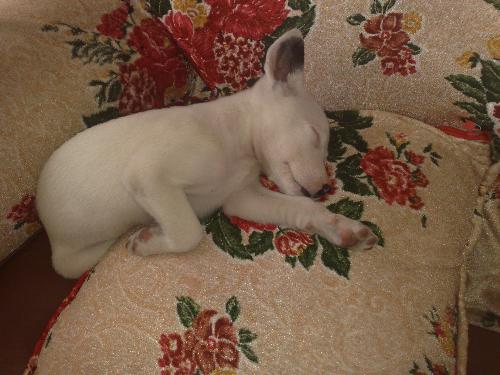 White White sleeping - White is our small cuddly dog. He loves to sleep over at the living room. He looks likes a big rat.
