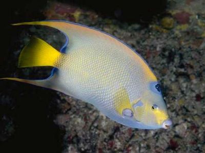 fish - cool fish