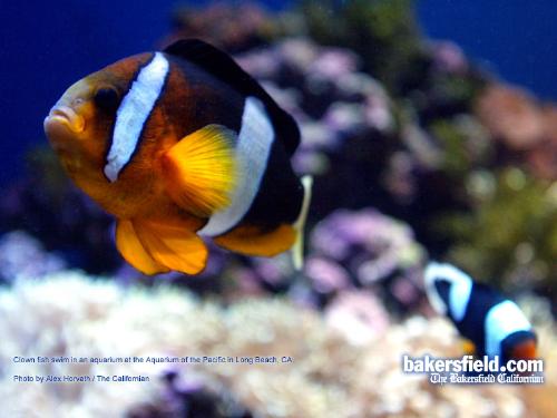 clown fish - it is not a real clown