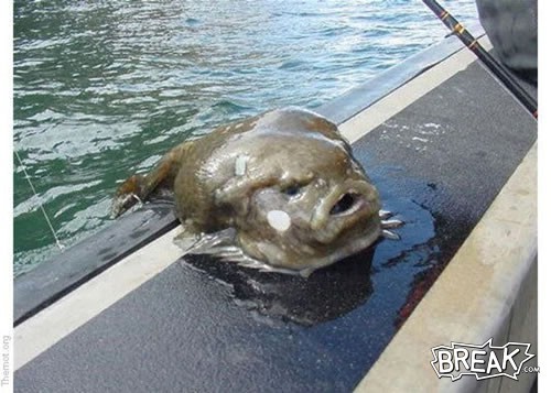 jabba fish - they can breath out of water