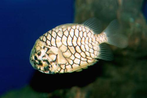 pineapple fish - Hos is it