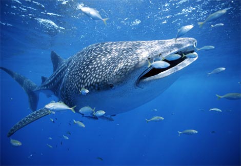 whale shark - it looks like a whale but it is a shark