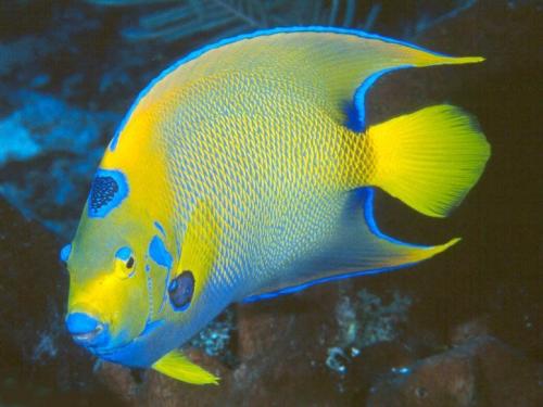 yellow and blue - blue and yellow fish