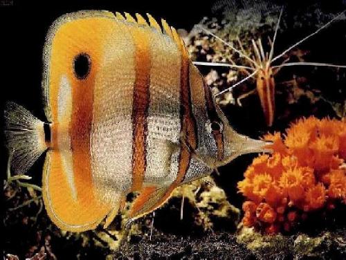 flat fish -  long and flat fish