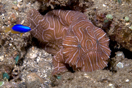 rock and ugly fish - lives under water.it crawls only