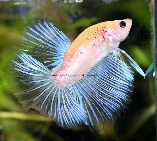 it is female killer fish - It is killing machin