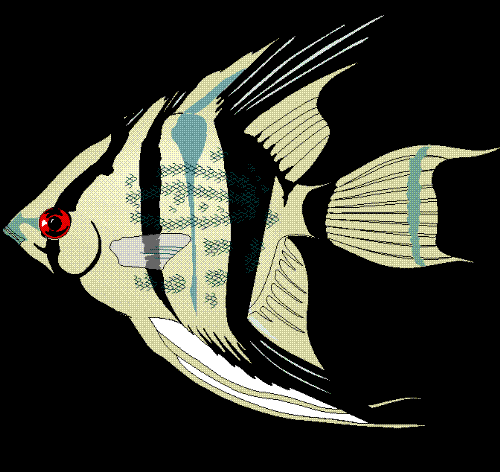black and gold - prestigious black and gold fish