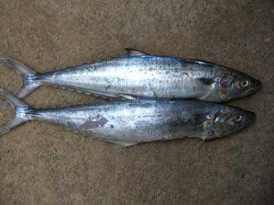 seer fish - nice taste