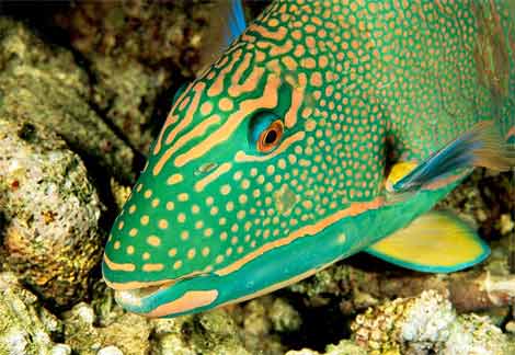 parrot fish - very rare fish
