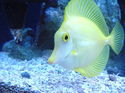 verey rare fish -  yellow fish