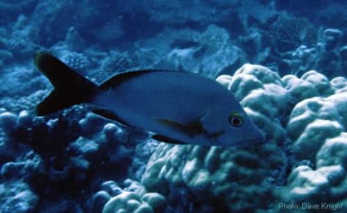 tropical fish - which is found in tropcan regio
