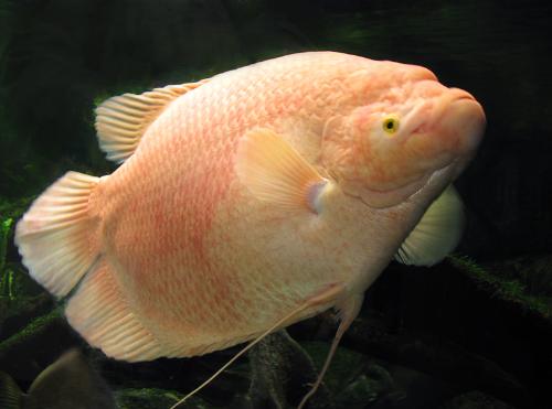 lovely pink fish - pink fish