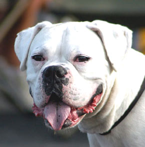 White Boxer - Mans Best Friend